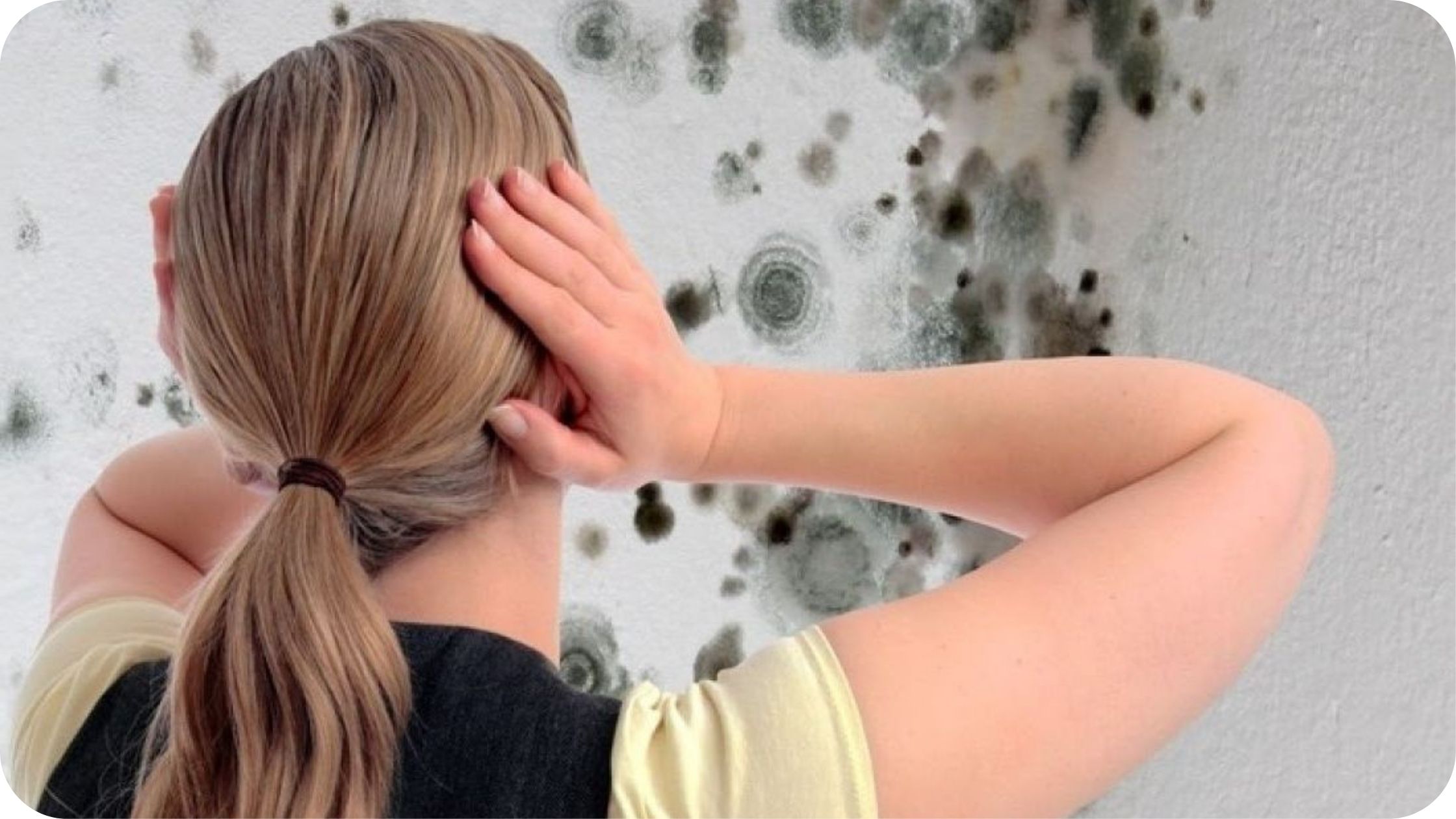 Профилактика плесени. Памятки от плесени. Плесень аспергилл черный. Проект на тему плесень. Как бороться с плесенью.