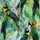 Paradise Parrot Decor-1 60x120cm, Dostupne boje: Parrot Decor 1, Dimenzija: 60x120-2