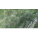 Paradise Rain Forest Green 60x120cm, Dostupne boje: Forest Green, Dimenzija: 60x120-